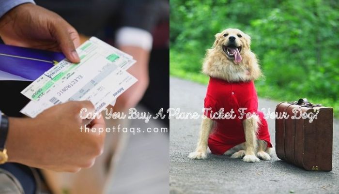 Pets airline travel guide disclosure affiliate policy links contain read post may