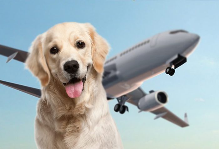 Airline